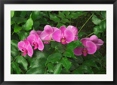 Framed Hybrid Orchid, Lincoln Park Conservatory, Chicago, Illinois Print