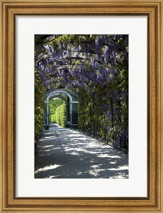 Framed Wisteria Arbor In Garden, Austria, Vienna, Schonbrunn Palace Print