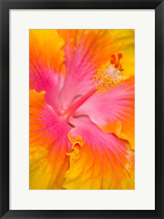 Framed Pink And Yellow Hibiscus Flower,  San Francisco, CA Print