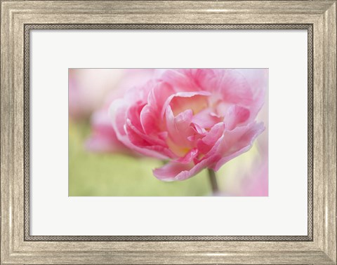 Framed Pink Double Tulip Flower, Pennsylvania Print