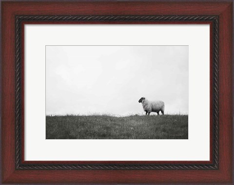 Framed Islay Sheep II Print
