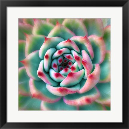 Framed Deep Red Tips Print