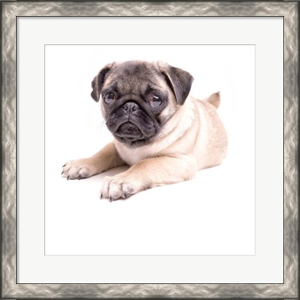 Framed Cute Pug Puppy Print