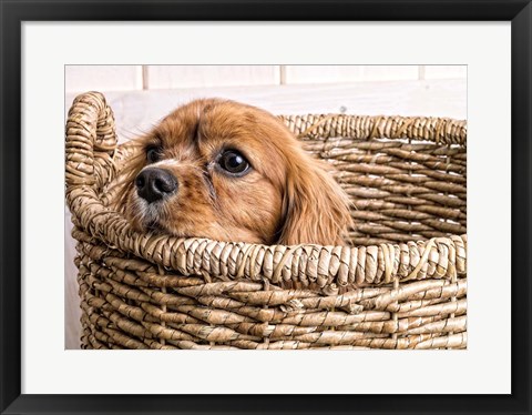 Framed Puppy in a Laundry Basket Print