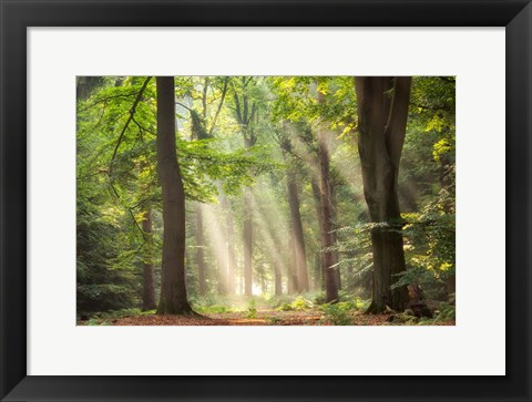 Framed Touch of Glory Print