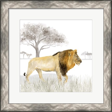 Framed Serengeti Lion Square Print
