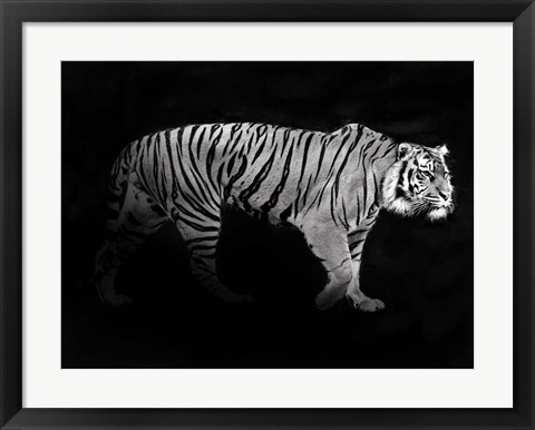 Framed Panthera Tigris Print