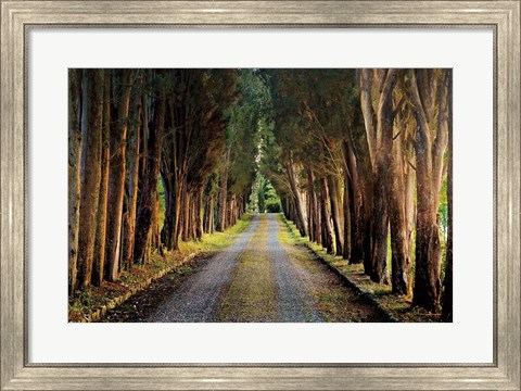 Framed Tree Tunnel Print