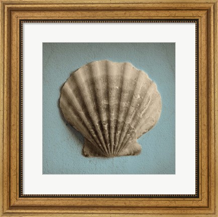 Framed Seashell Study II Print