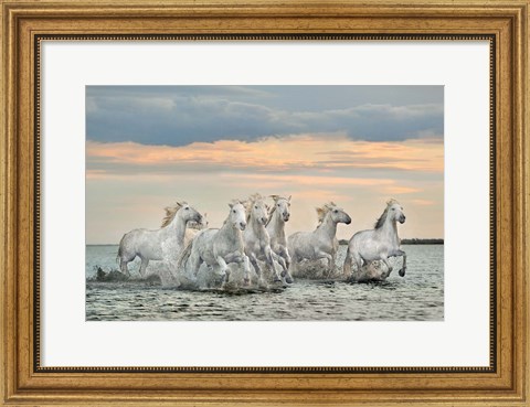 Framed Camargue Horses - France Print