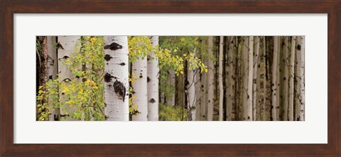 Framed White Forest Standing Print