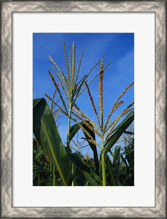 Framed Corn Stalks Print