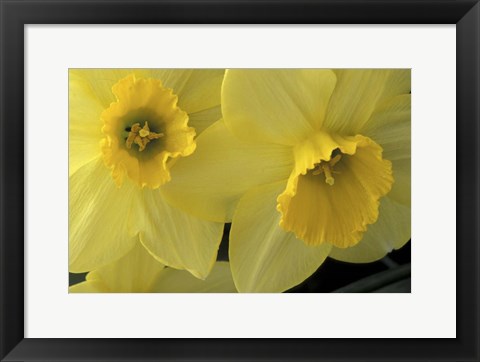 Framed Cache Valley Daffodils, Utah Print