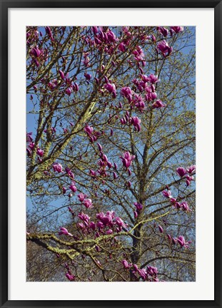 Framed Magnolia Blossoms, Oregon Garden, Silverton, Oregon Print