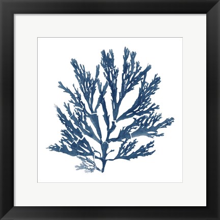 Framed Pacific Sea Mosses Blue on White I Print