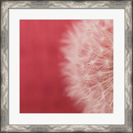 Framed Dandelion on Red II Print