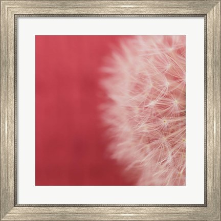 Framed Dandelion on Red II Print