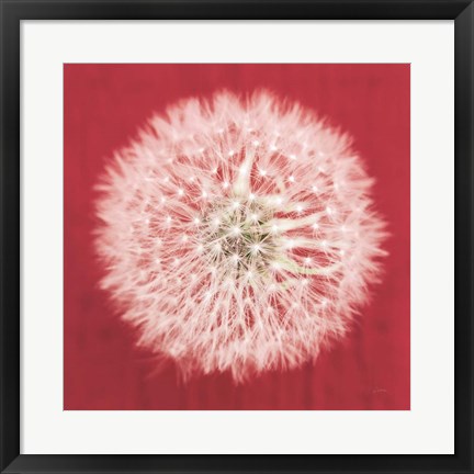 Framed Dandelion on Red I Print