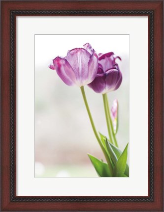 Framed Tulip Time II Print