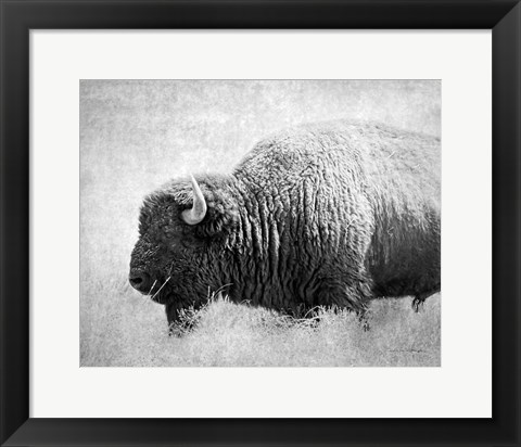 Framed Buffalo II BW Print
