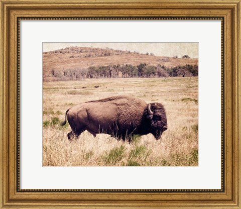 Framed Buffalo I Print