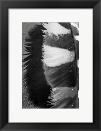 Framed Feather Shadow III Print