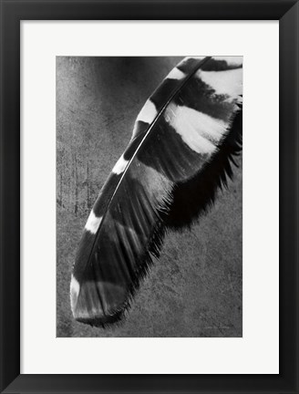 Framed Feather Shadow II Print