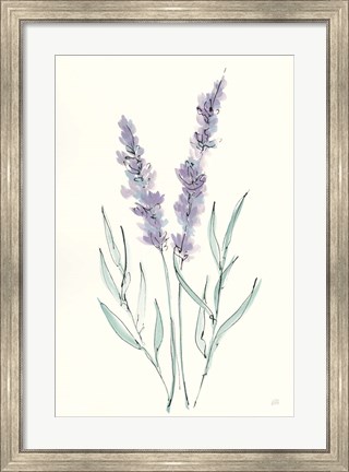 Framed Lavender III Print