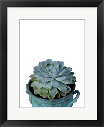 Framed Little Succulent on White Print