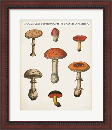 Framed Mushroom Chart III Light Print