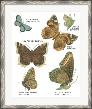 Framed Botanical Butterflies Postcard III White Print