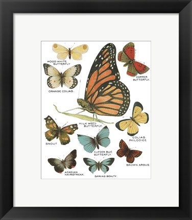 Framed Botanical Butterflies Postcard II White Print