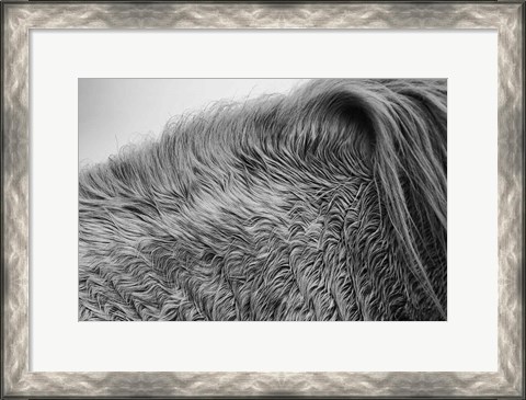 Framed Horse Hair Print