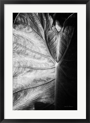 Framed Elephant Ear I Print