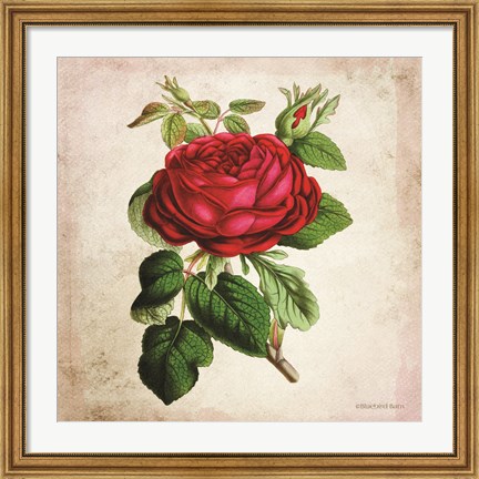 Framed Vintage Red Rose Print