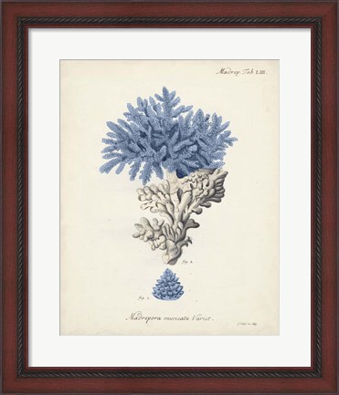 Framed Antique Coral in Navy III Print
