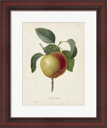 Framed Redoute&#39;s Fruit IV Print