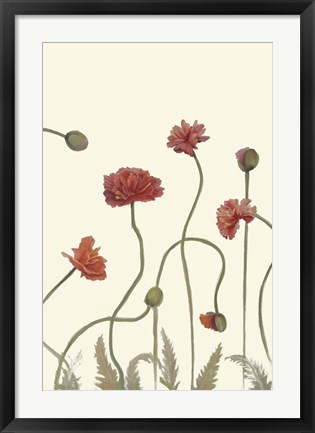 Framed Coral Poppy Display III Print