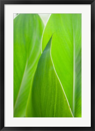 Framed Canna Leaf Close-Up 1 Print