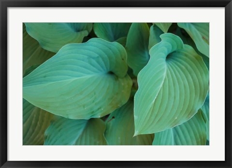 Framed Hosta Leaf Detail 5 Print