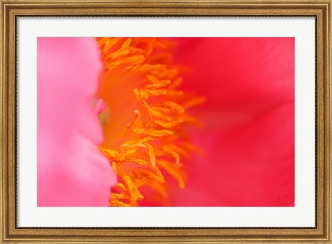 Framed Pink Peony Bloom 1 Print