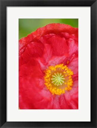 Framed Red Poppy Flower Print