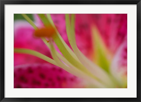 Framed Stargazer Lily 4 Print