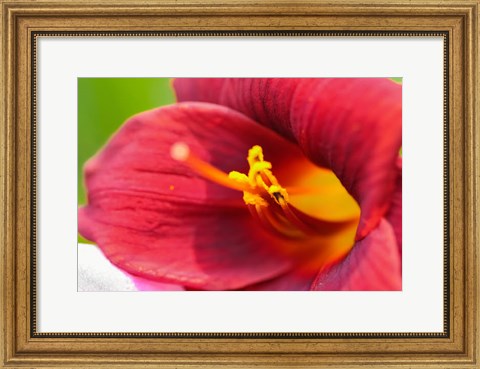 Framed Red Daylily Print