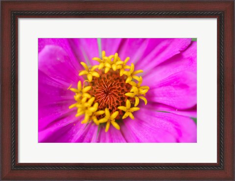 Framed Hot Pink Zinnia Flower Print