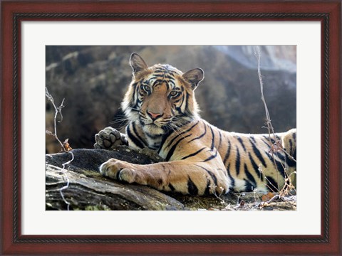 Framed India, Madhya Pradesh, Bandhavgarh National Park A Young Bengal Tiger Resting On A Cool Rock Print