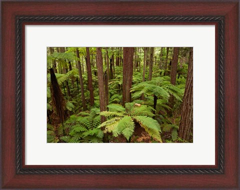 Framed Redwoods Treewalk At The Redwoods, Rotorua, North Island, New Zealand Print