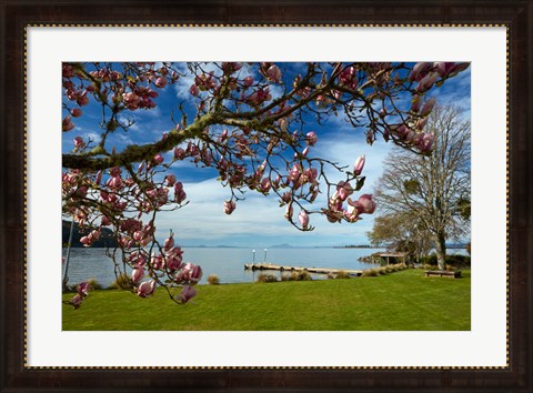 Framed Magnolia Tree In Bloom, And Lake Taupo, Braxmere, Tokaanu, Near Turangi, North Island, New Zealand Print