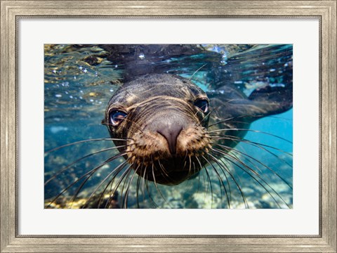 Framed Galapagos Islands, Santa Fe Island Galapagos Sea Lion Swims In Close To The Camera Print