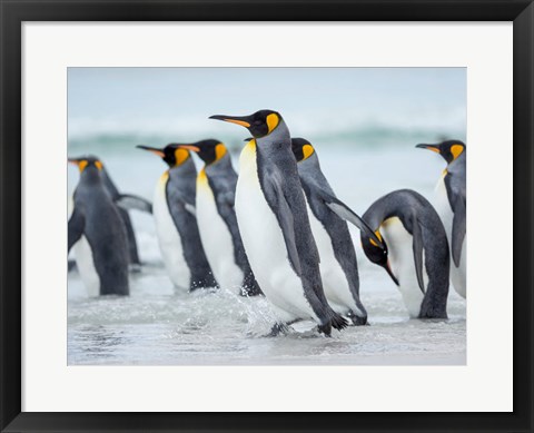 Framed King Penguin On Falkland Islands 2 Print